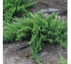 Можжевельник казацкий  Тамарисцифолия  (Tamariscifolia) С2